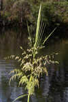 Annual wildrice <BR>Nakedstem dewflower <BR>Nakedstem dewflower <BR>Nakedstem dewflower <BR>Nakedstem dewflower